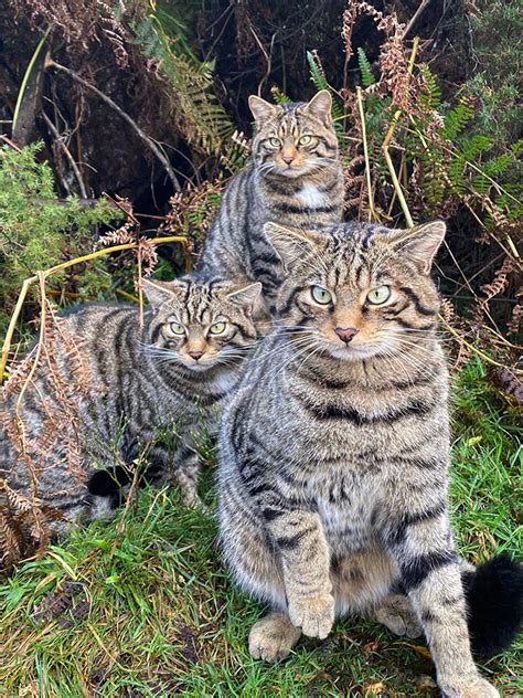 The Scottish Wildcat Has Been Wiped Out By Breeding With Domestic Cats