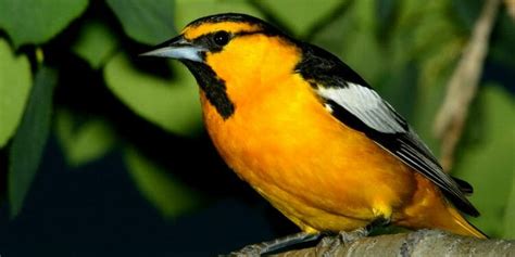 15 Birds That Are Orange And Black Pictures And Guide Birdwatching Buzz