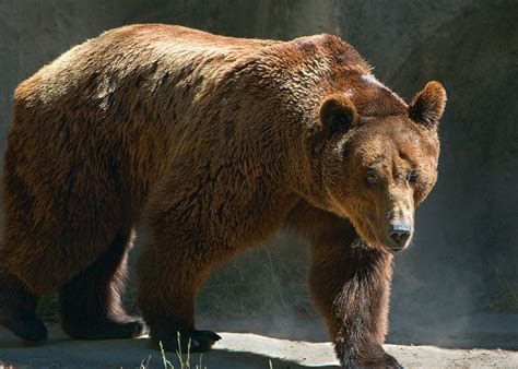 Brown Bear Brown Bear At The Buenos Aires Zoo David Flickr