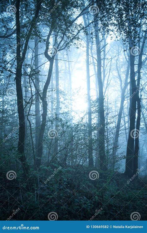 Mystical Autumn Forest With Trail In Blue Fog Beautiful Landscape With