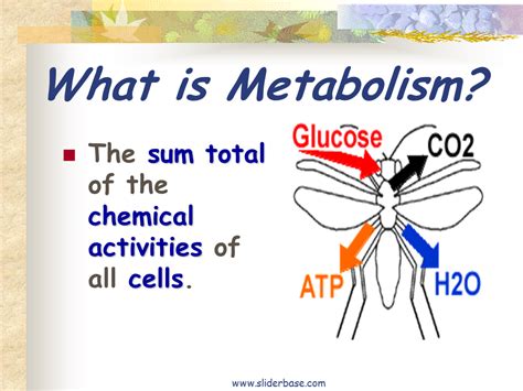 The Role Of Metabolism In The Body