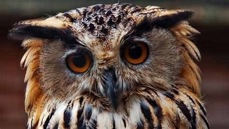 Animal Owl Hd Wallpaper
