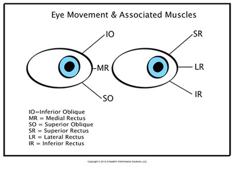 Superior Oblique Eye Movement Slidesharedocs