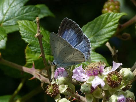 Holly Blue Durlston East Dorset Butterflies