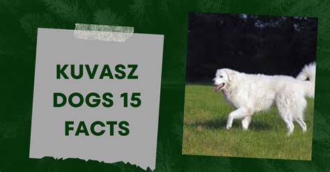 Kuvasz Dogs 15 Facts You Need To Know Plantypets