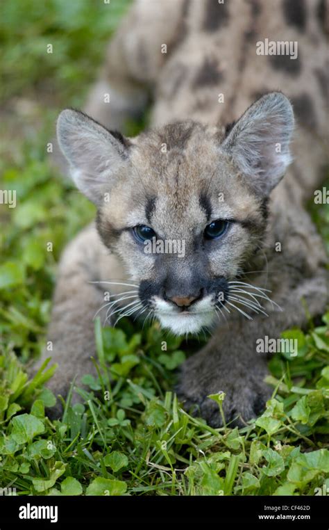 Young Cougar Cincinnati Zoo Stock Photo Alamy