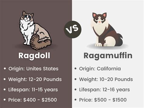 Ragamuffin O Ragdoll ¿cuál Es La Mejor Mascota Para Ti Preguntas