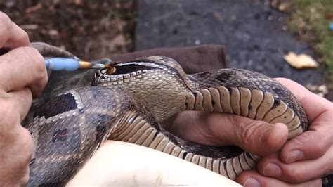 Making Of A Hand Carved Rattlesnake Cane Solidsmack