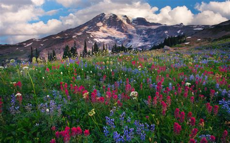 Lupine Blue And Red Wildflowers Mount Rainier The Highest