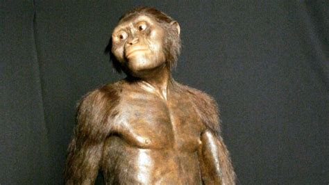 Human Ancestor Lucys Cause Of Death Solved Scientists Say Cbc News