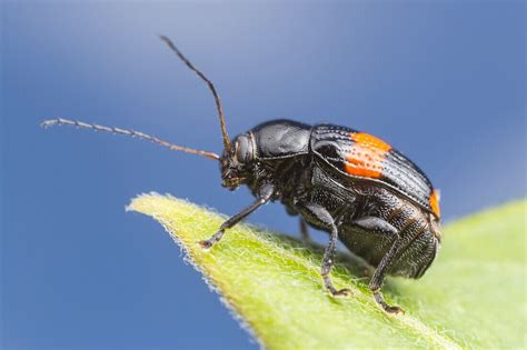 A Case Bearing Leaf Beetle Bassareus License Image 71198178