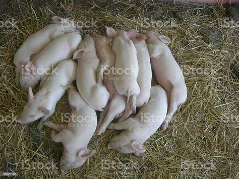 Pig Pile Stock Photo Download Image Now 10 11 Years Agricultural