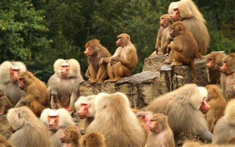 Monkey Social Structure