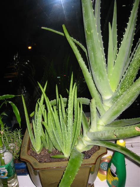 Aloe plants benefit from being repotted with fresh soil or compost every year or two. File:Aloe vera with shoots 3.jpg - Wikimedia Commons