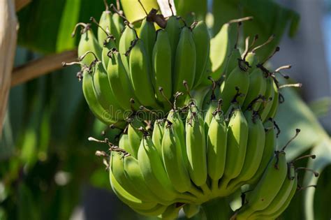 Organic Banana On A Bunch On Tree Stock Image Image Of Diet Bananas