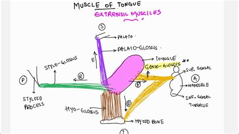ANATOMY TOUNGE EXTRENSIC MUSCLES DIAGRAM YouTube