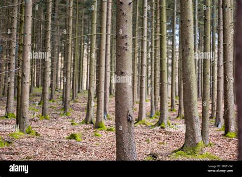 Line Of Pine Trees Silhouette Hi Res Stock Photography And Images Alamy