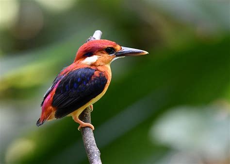 The Life Journey In Photography Rufous Backed Dwarf Kingfisher
