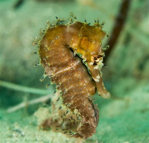 Millions Of Seahorses Wind Up Dead On The Black Market For