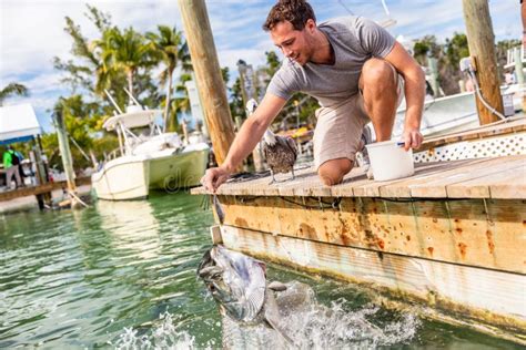 Tarpon Fish Feeding In The Keys Florida Summer Travel Lifestyle