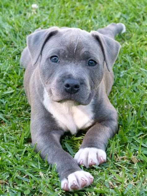 Best 25 Pitbull Puppies For Sale Ideas On Pinterest Blue Pits For