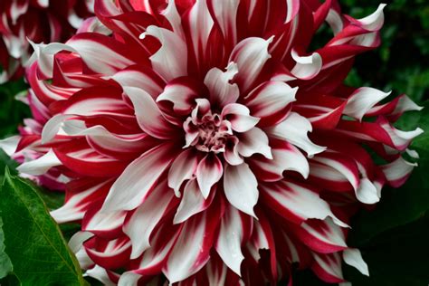 Growing Dahlias Big Summer Blooms With Gorgeous Color