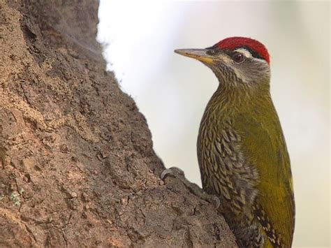 Streak Throated Woodpecker Himalayan Foothills Of Eastern India