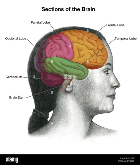 Illustration Of A Womans Head With The Location Of The Brain