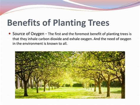 Ppt Tree Plantation Powerpoint Presentation Free Download Id8076096