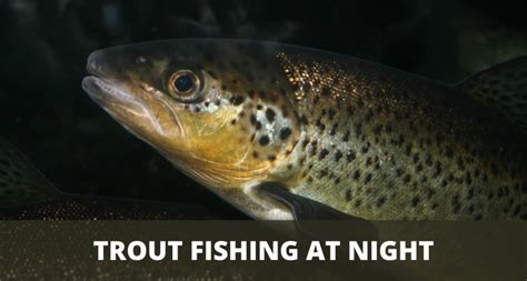 Night Fishing For Trout 3 Things You Need To Know