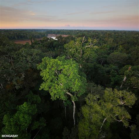 Facts About The Amazon Rainforest 2023