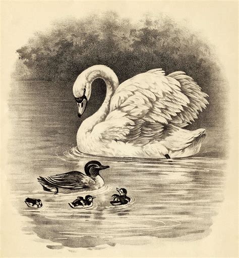 Illustration Art Vintage Inspirational Swan Duck Ducklings Free Vintage