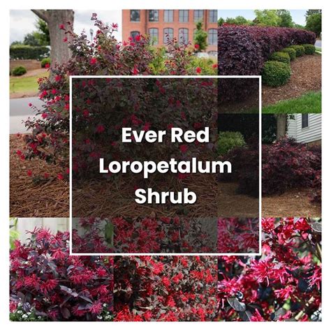 How To Grow Ever Red Loropetalum Shrub Plant Care And Tips