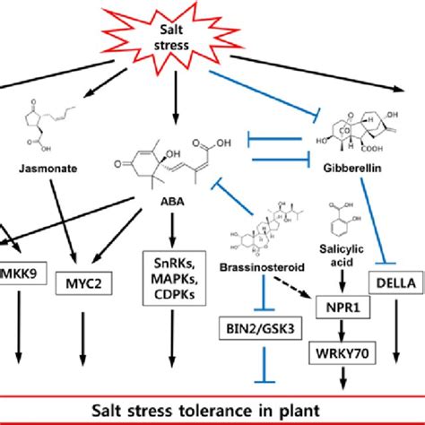 Overview Of Plant Hormonal Regulations For Salt Stress Tolerance In