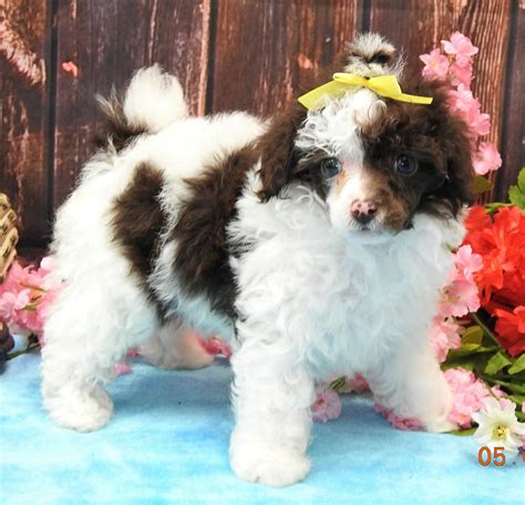 Hearthside Meadows Poodle And Maltipoo Puppies For Sale Nursery 2