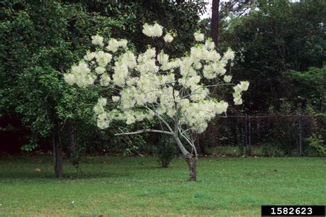 White Fringetree Chionanthus Virginicus Scrophulariales