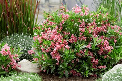 Weigela Plant Care All About Basic Needs Varieties And Pruning