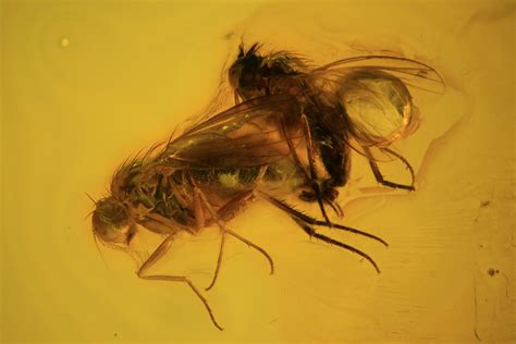 Mating Fossil Flies Diptera In Baltic Amber 58072 For Sale