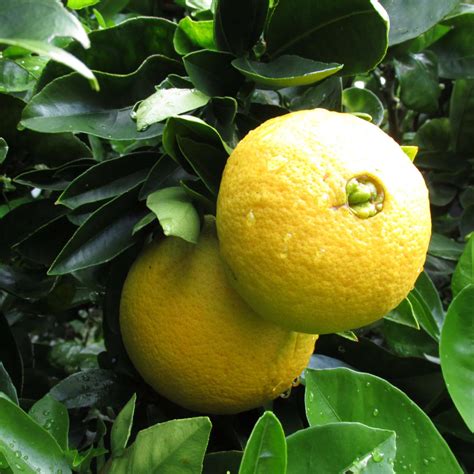 Oranger Washington Navel Citrus Sinensis Agrume à Fruits Sans Pépins