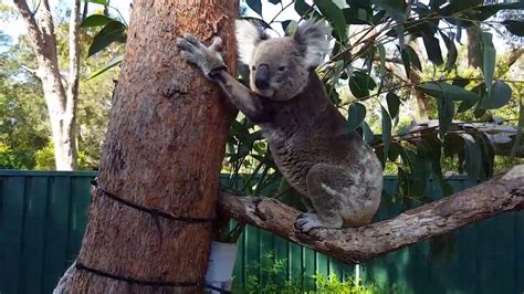 Old Koala Tries To Climb Tree After Nine Weeks Of Rehabilitation Youtube