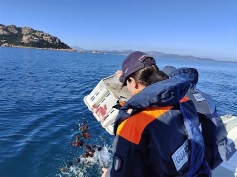 Olbia Pesca Illegale Di Ricci 2000 Esemplari Recuperati E Rigettati