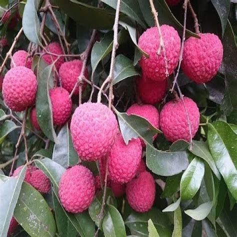 Aliveplant Nursery For All Tree Lovers China 3 Litchi