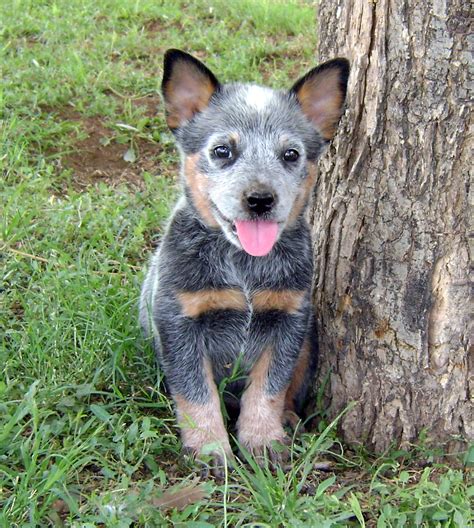 Australian Cattle Dog Puppy Photo And Wallpaper Beautiful Australian