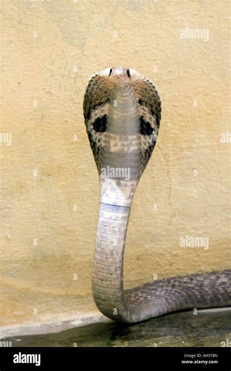 Indian Spectacled Cobra Stock Photo Alamy