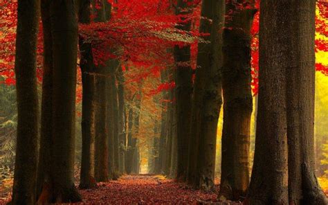Nature Landscape Fall Forest Leaves Red Mist Trees Path