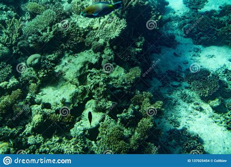 Marine Life In The Red Sea Red Sea Coral Reef With Hard
