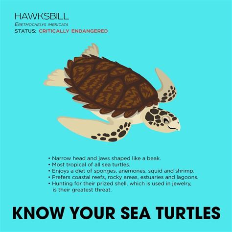 Turtles By Meredith Seidl Turtle Sea Turtle Fun Facts About Animals