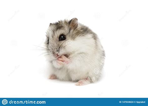 Hamster Srio Em Um Fundo Branco Hamster Pequeno De Jungar Em Um Fundo