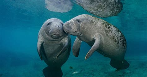 manatees florida riset