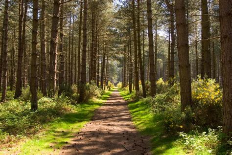 The Most Enchanting Forests In The Uk